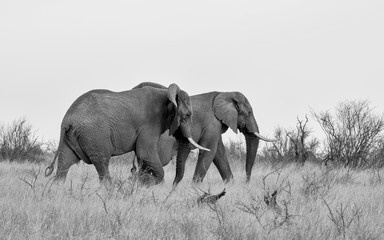 African Elephant Bulls