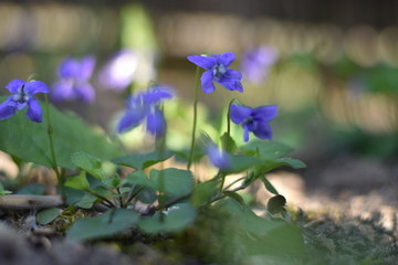 Bl&uuml;hende Veilchen (Viola)