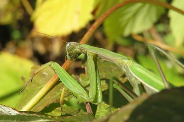 Green mantis in autumn garden, closeup
