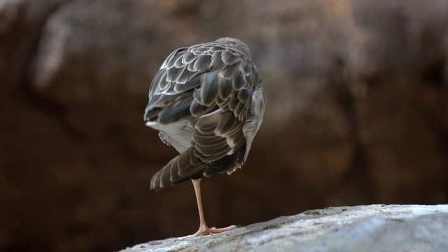 Ruff, reeve stands on one paw with his back to the camera, then begins to jump on one paw and turns to the camera, stretches and stands on two paws,close-up