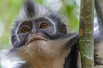 monos en la selva