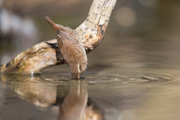 Scricciolo comune beve sul fiume (Troglodytes troglodytes)