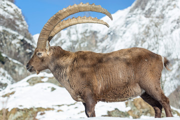 Incontro con un fantastico animale, lo stambecco delle Alpi (Capra ibex) © Manuel