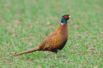 Pheasant, Phasianus colchicus, Male, Germany, Europe