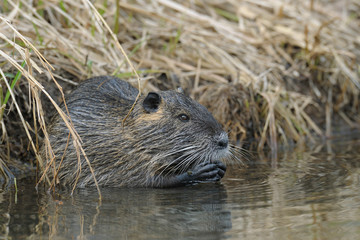 Coypu in pond (Myocastor coypus), Germany, Europe