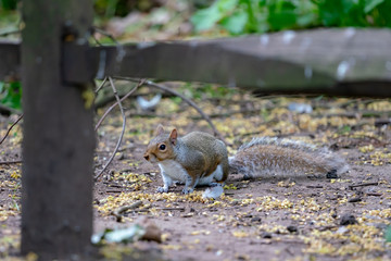 red squirrel eating a nut