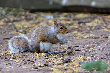 red squirrel eating a nut
