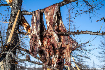  The meat jerky wild reindeer hangs on a tree