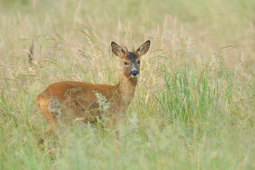 Western Roe Deer (Capreolus capreolus) in Summer, Roebuck, Germany, Europe