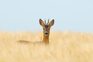 Western Roe Deer (Capreolus capreolus), Roebuck, Germany, Europe