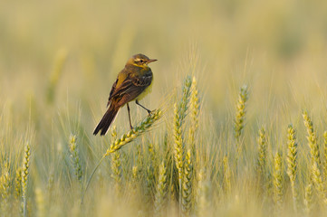 Yellow wagtail in corn field, Germany, Europe