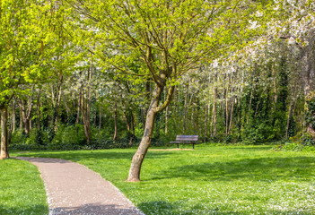 Fototapeta na wymiar Footpath in a flowered park. Green and flowering trees. Bright gozon.