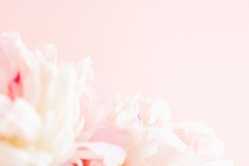 Blurred delicate petals of a pink peony. Unfocused abstract floral background