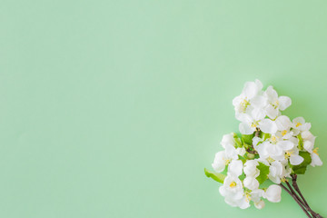 Flat lay composition with spring white flowers on a green background