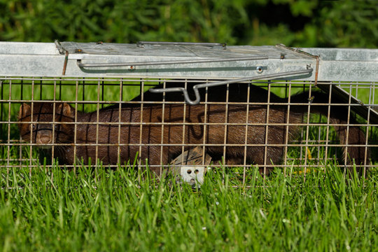 Long Body Of An American Mink With Brown Fur Is A Pest Of Pond Fish Caught In A Humane Release Trap On A Grass Lawn In Toronto