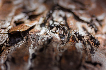 lasius ants on a dead tree branch wokring in team