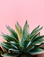 Plants on pink concept. Aloe. Canary island