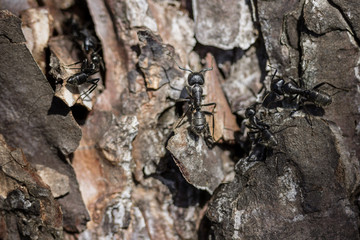 lasius ants on a dead tree branch wokring in team