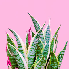 Plants on pink concept. Aloe. Plant lover. Minimal