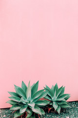 Fototapeta na wymiar Plants on pink concept. Aloe on pink wall background. Canary island