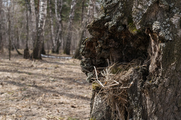 Nest of dry grass and moss in a hollow tree.