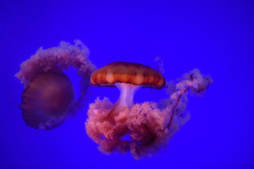 Red Pacific sea nettles with stinging tentacles on blue background Toronto