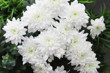 Fototapeta na wymiar Background of white chrysanthemum flowers. Buds of white flowers.
