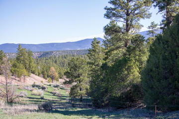 Fototapeta na wymiar Northern New Mexico Forests