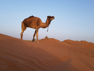 Camel on the dunes
