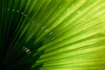 Obraz premium Lines and textures of Green Palm leaves
