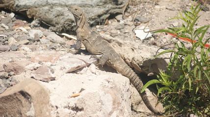 reptil
