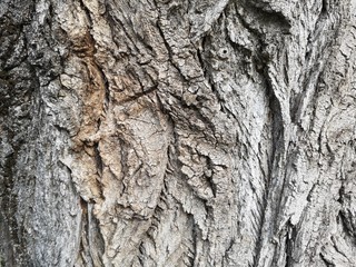 dav_16_texture, bark, tree, nature, abstract, wood, design