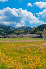 Obraz premium 田んぼをつかった花畑と桜 静岡県賀茂郡松崎町