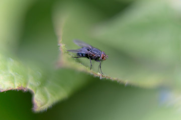 fly on a leaf