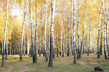 belle scène avec des bouleaux en octobre parmi d& 39 autres bouleaux avec des feuilles de bouleau jaune dans une forêt de bouleaux