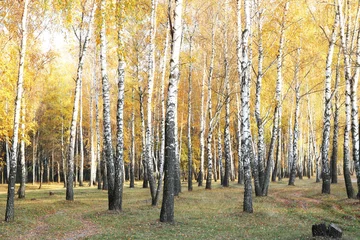 Papier Peint photo autocollant Bouleau belle scène avec des bouleaux en octobre parmi d& 39 autres bouleaux avec des feuilles de bouleau jaune dans une forêt de bouleaux