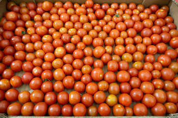 Red cherry tomatoes background, close up. Small tomatoes