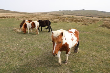 Fototapeta na wymiar Dartmoor ponies and countryside