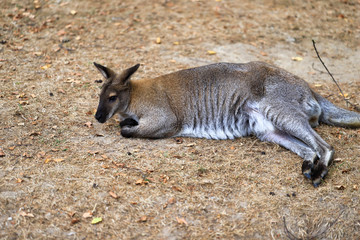 Full body of relex australian kangaroo (marsupial)