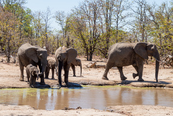 Fototapeta premium African Elephants