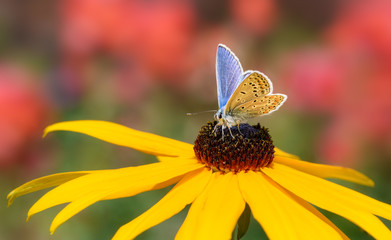 Butterfly common blue Polyommatus icarus feeding on nectar from a coneflower, Germany 
