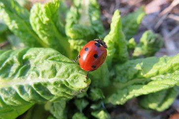 Ladybug on primula leaves in the garden in spring, closeup