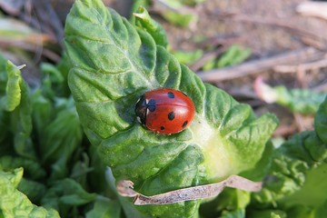 Ladybug on a green primula leaf in the garden in spring, closeup