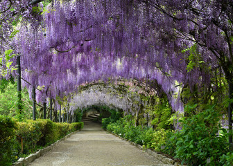 Beautiful purple wisteria in bloom. blooming wisteria tunnel in a garden near Piazzale Michelangelo...