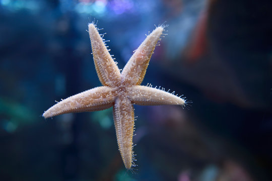 Common starfish or sea star with five arms walking on glass with tube feet Toronto