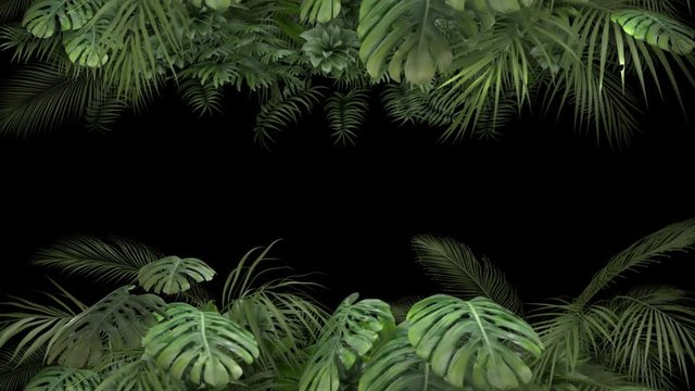 Tropical plant on an alpha channel