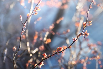 Branches of blossoming plum with soft focus and bokeh. Beautiful spring abstract background.
