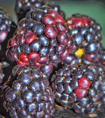 Blackberry on a black background