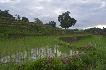 expanse of terraced rice fields