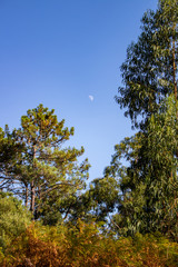 Forest of pinus pinaster and eucalyptus with the moon at blue sky